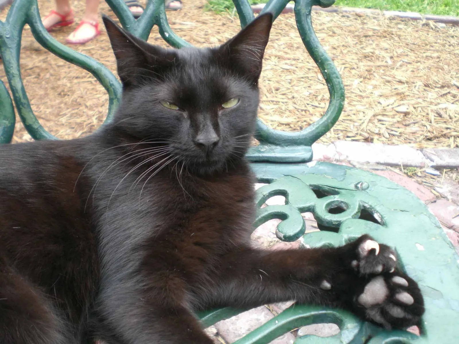 Cat with Extra Thumbs. Reason of Polydactyly