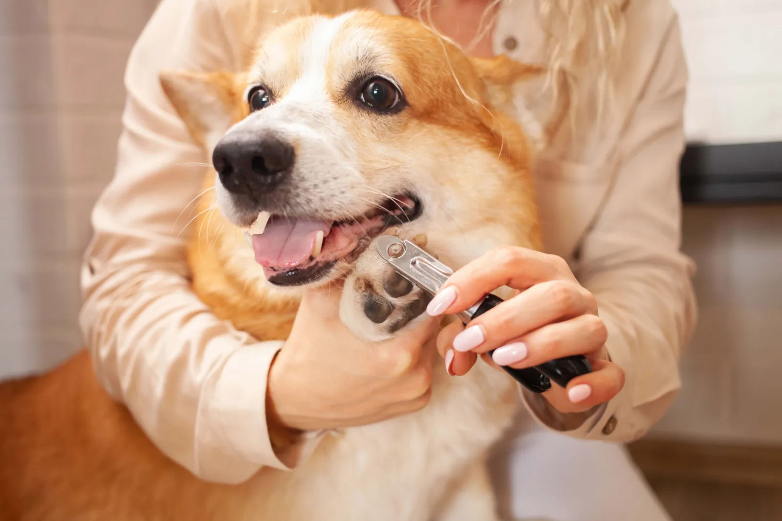 Trim Your Dog's Nails