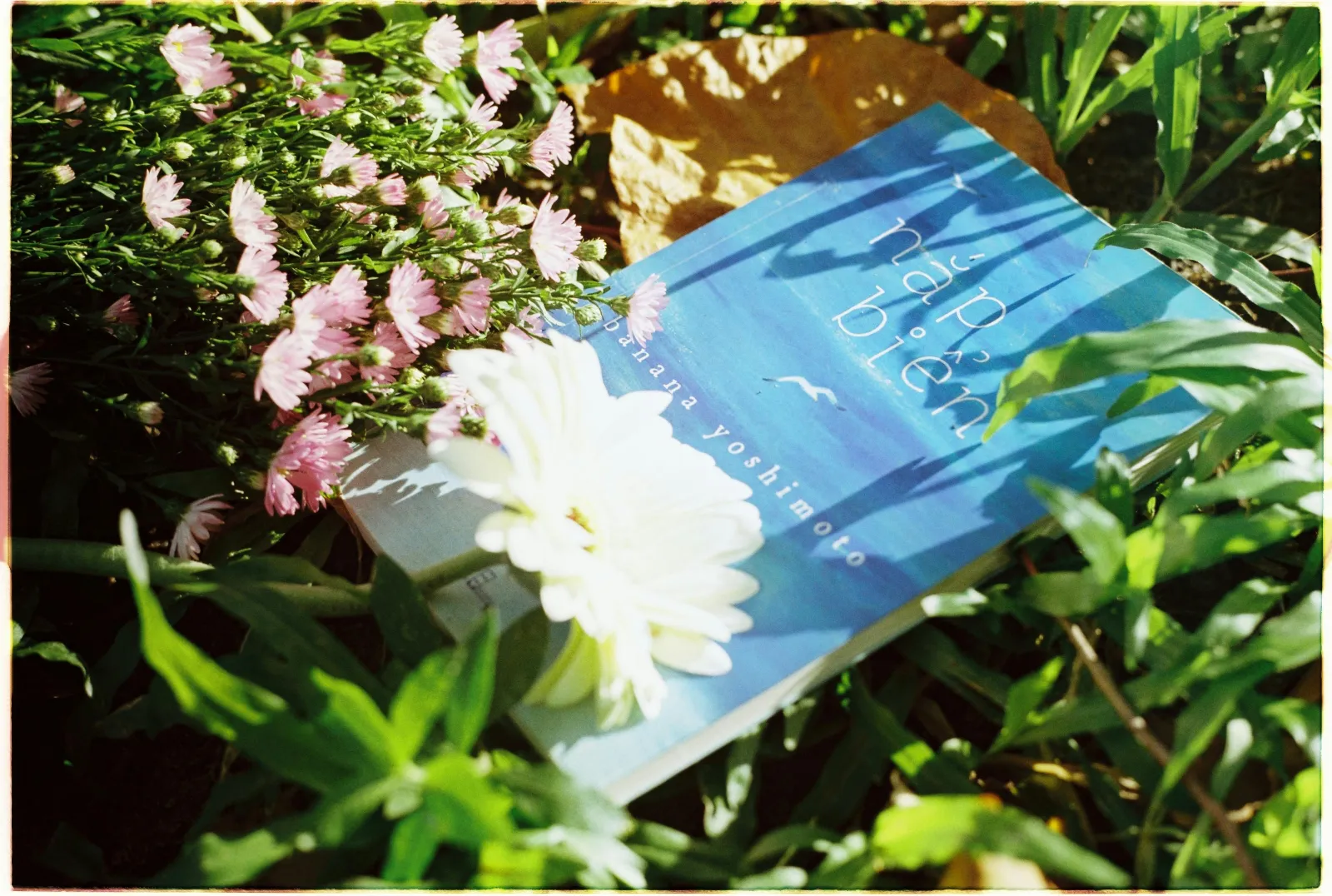 soft cover books