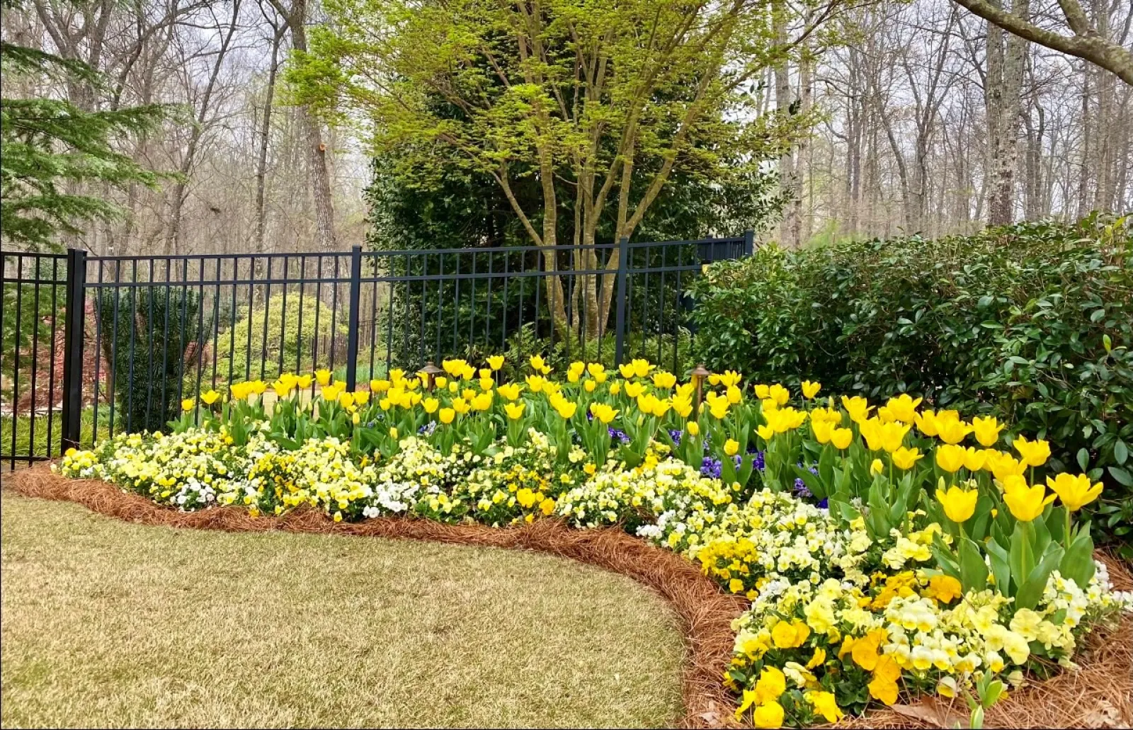 a garden with yellow flowers