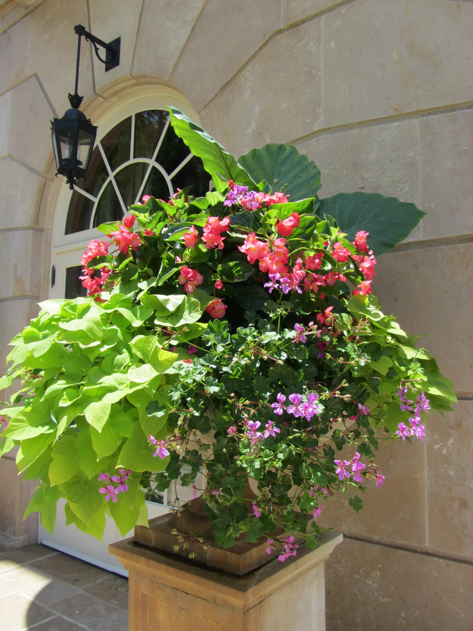 a potted plant with flowers