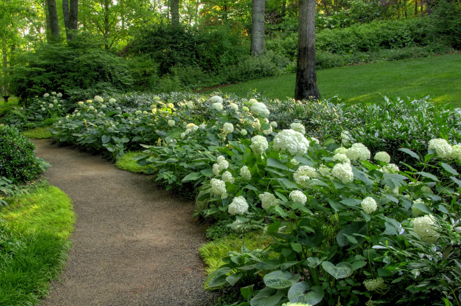 a path with white flowers