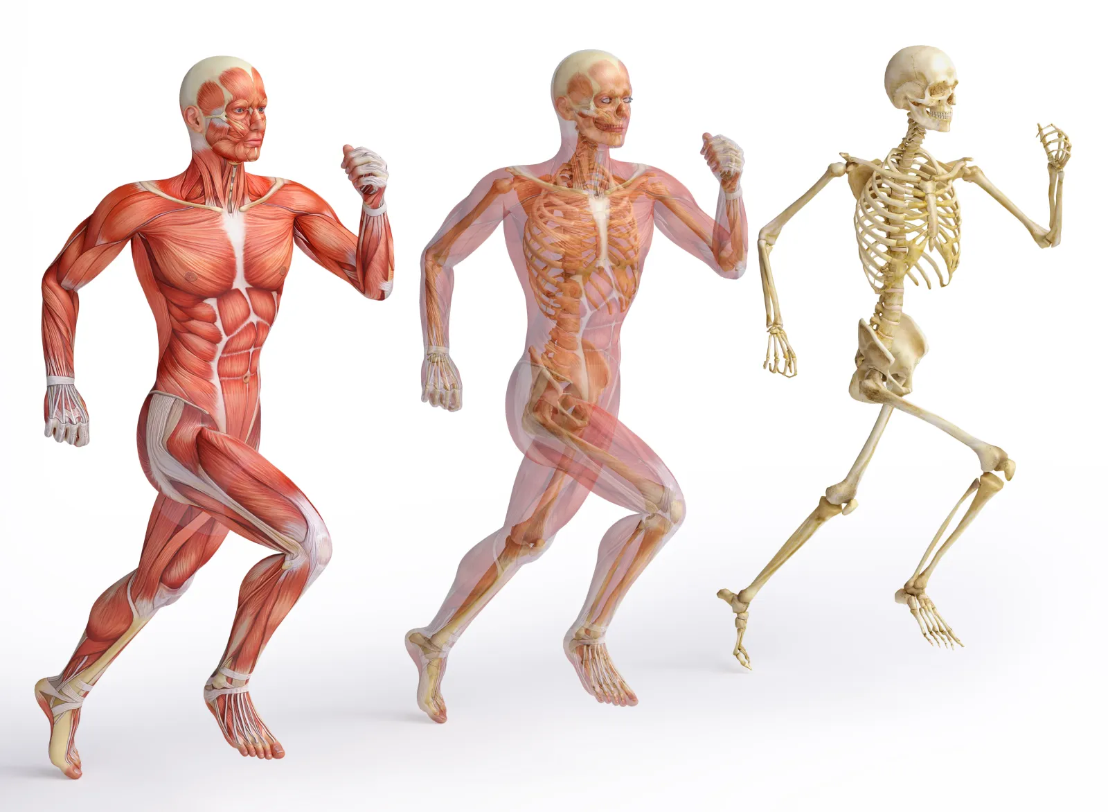 diagram of bodies running