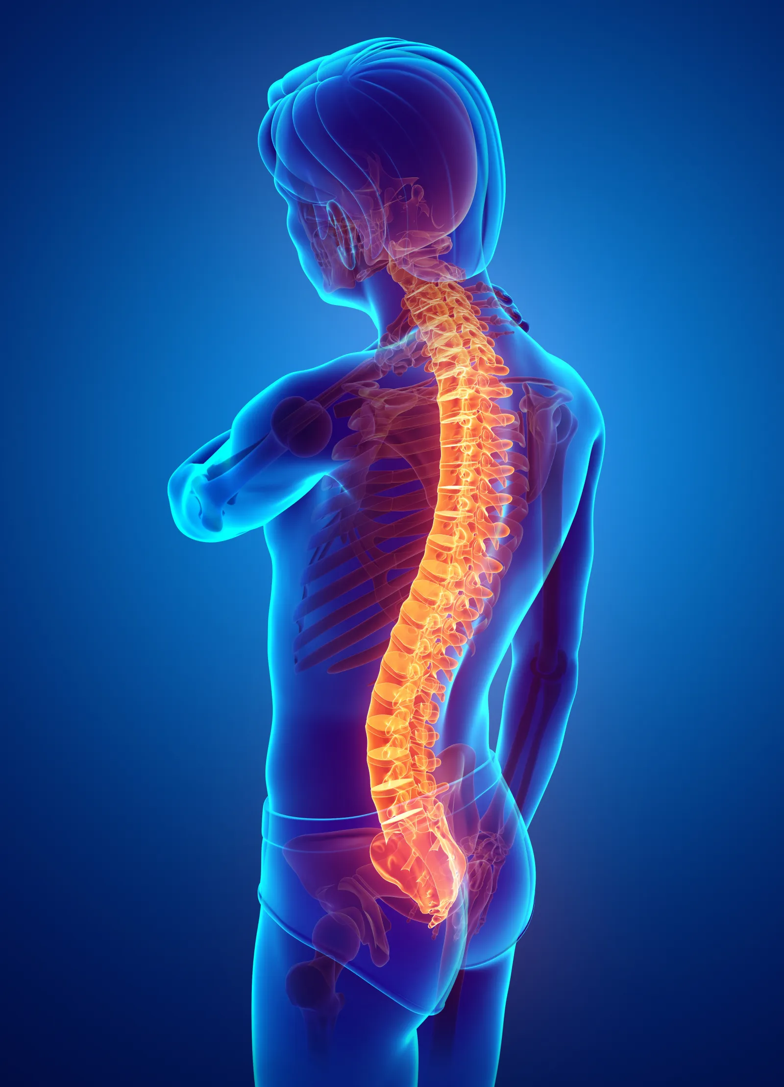 spinal diagram