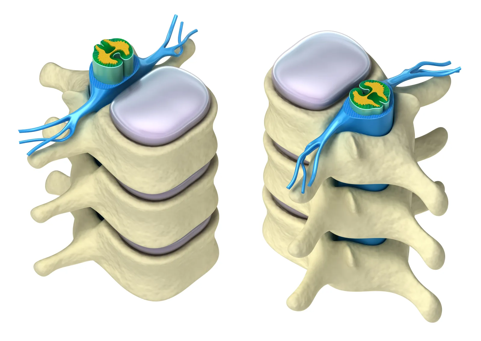 spine diagram