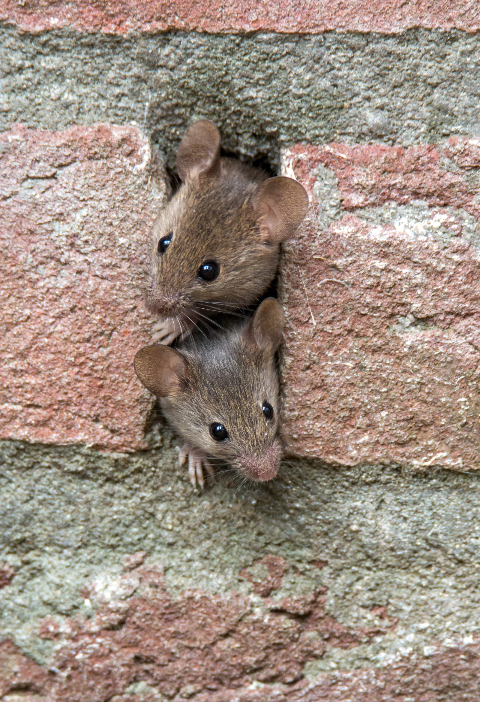 Two small brown mice peeking out of a narrow hole in a red and gray brick wall with curious expressions.