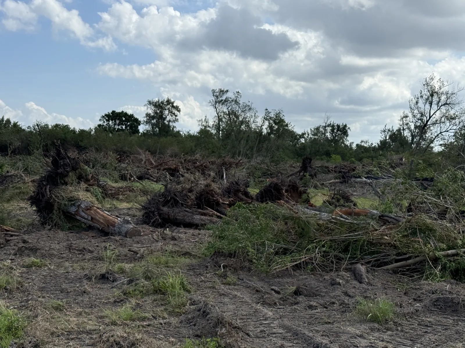 Cleared forest land with uprooted trees under a cloudy sky showing deforestation and land disturbance.