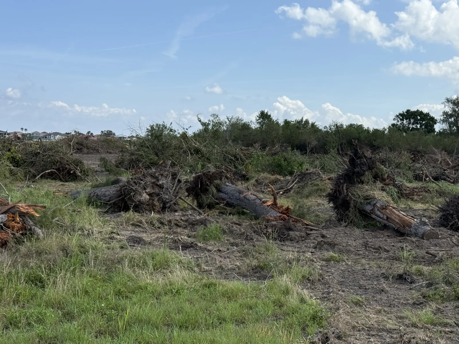 Cleared land with uprooted trees and green grass under a blue sky with scattered clouds.