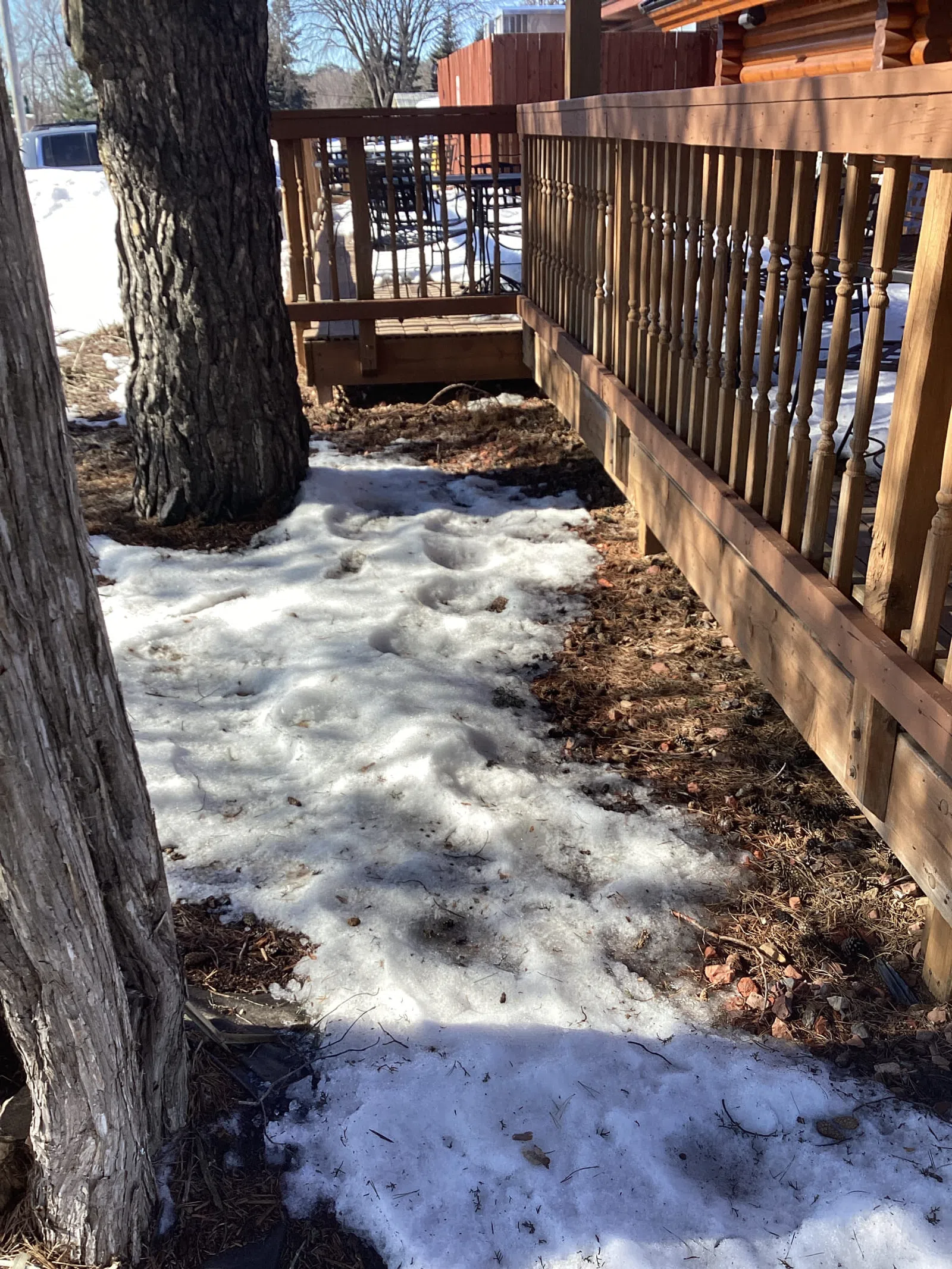 Melting snow on the ground next to a wooden deck and trees on a sunny day in late winter.