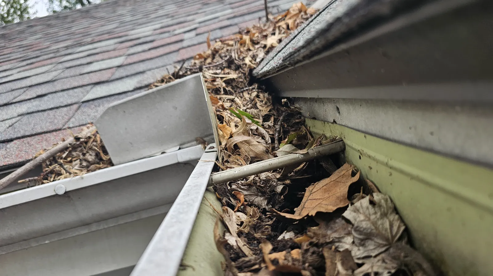 Fall Leaves Clogged Up in Gutter