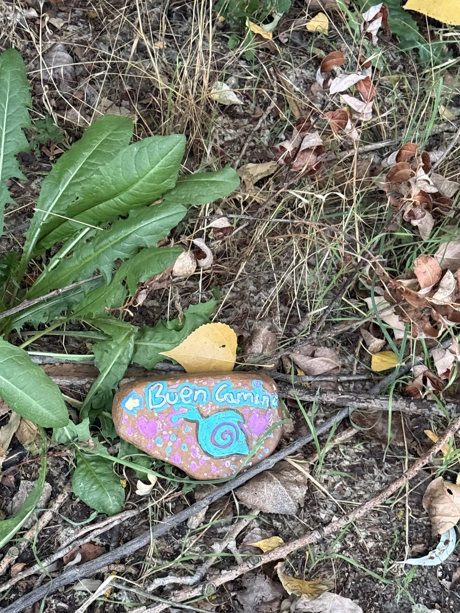 Painted rock on forest floor with 'Buen Camino' in blue, surrounded by leaves, twigs, and green plants.