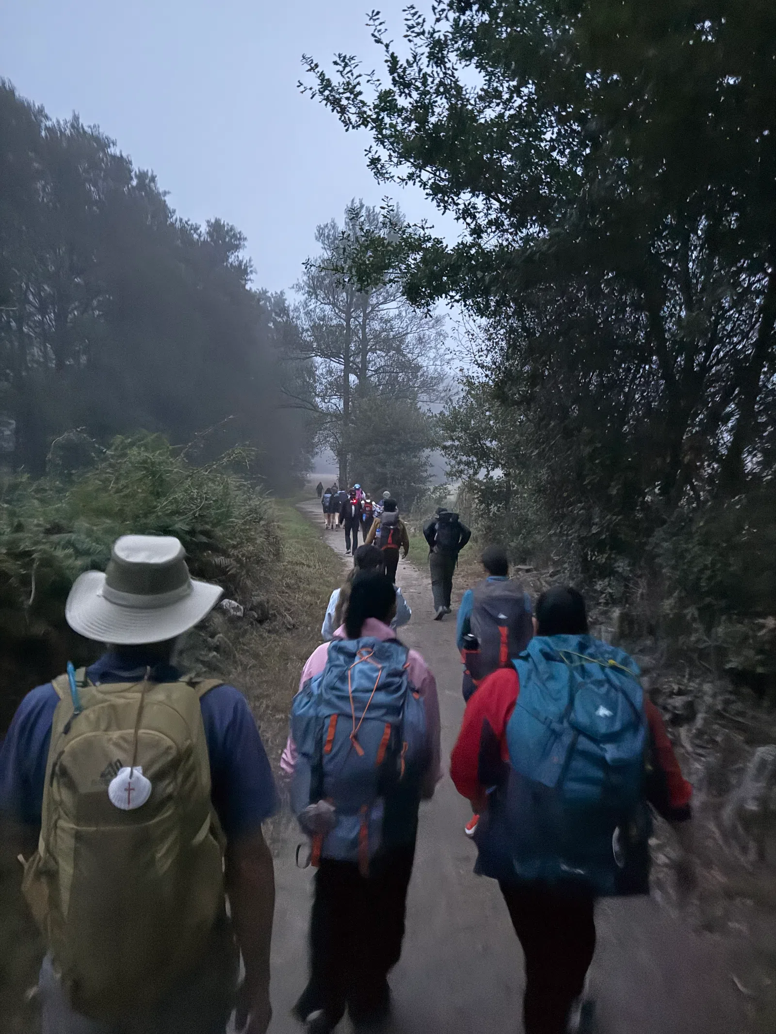 Group of hikers wearing backpacks walking on a forest trail surrounded by trees at dawn or dusk.