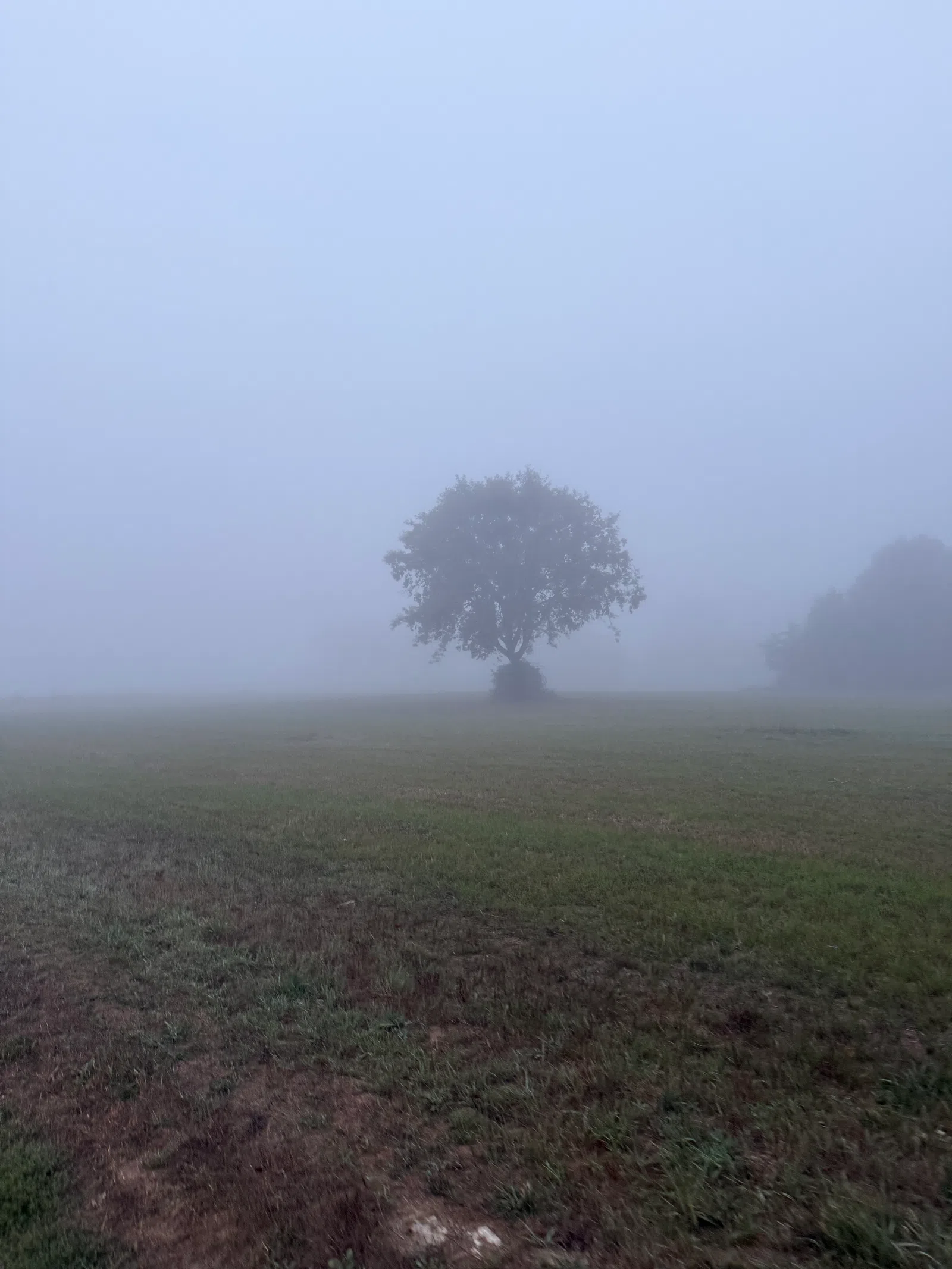 A lone tree stands in a foggy field with muted grass and low visibility from dense mist.