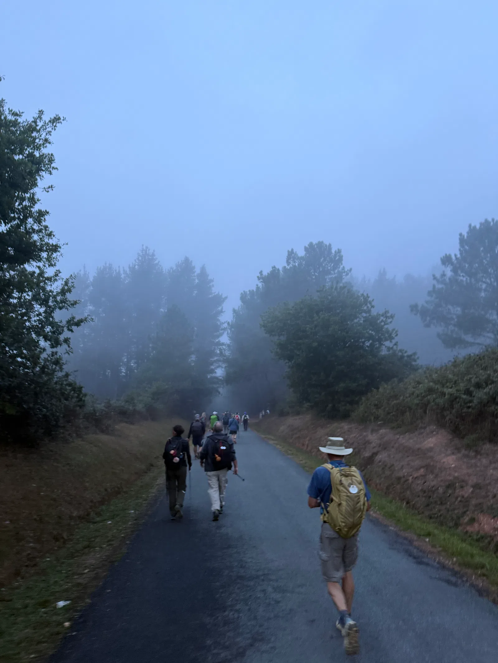 Group of hikers walking on a foggy forest road surrounded by trees and greenery in early morning mist.
