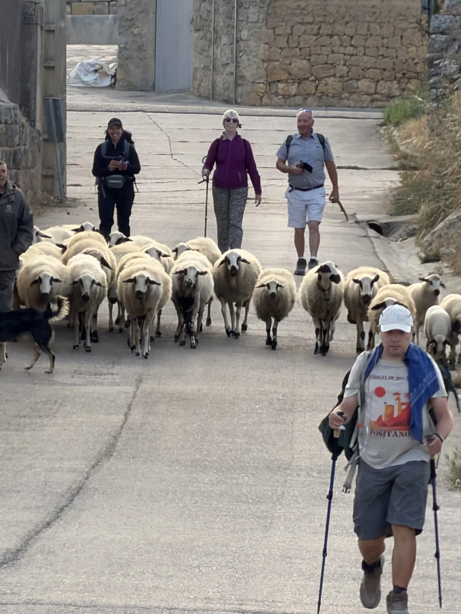 Hikers walking with a herd of sheep on a village street lined with stone walls under daylight