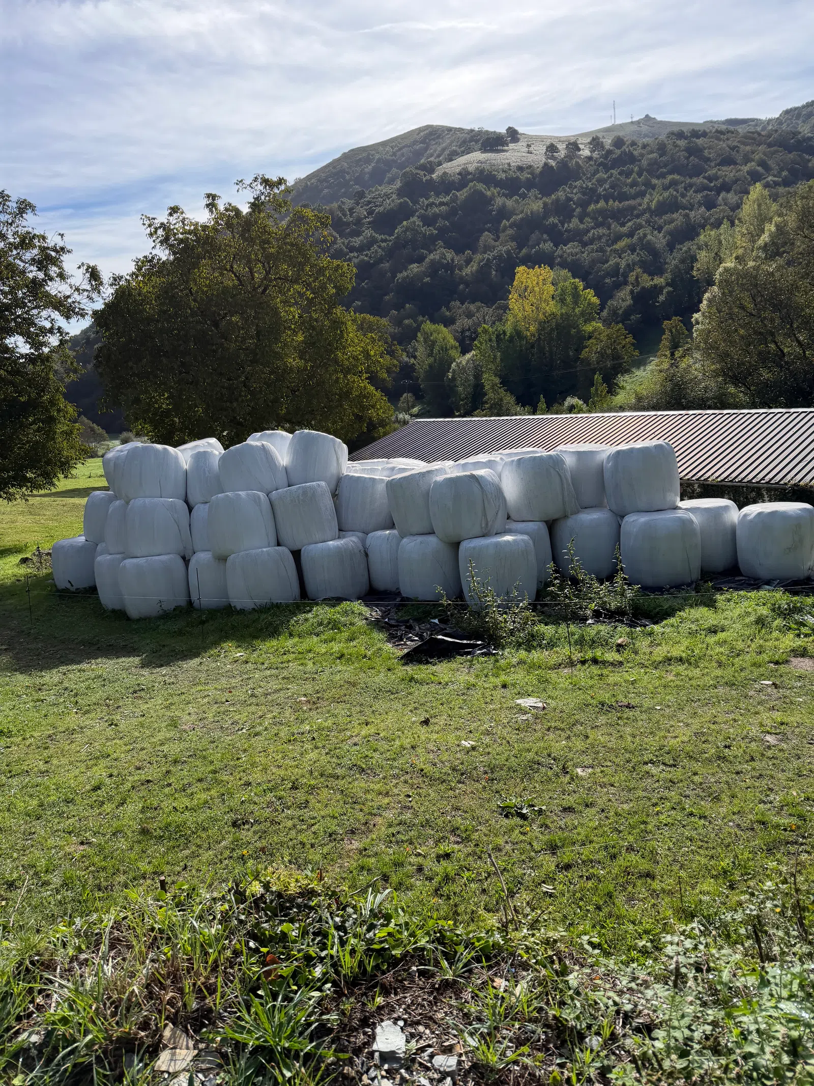 Stacked white wrapped hay bales on green grass with trees and hills in the background under a cloudy sky