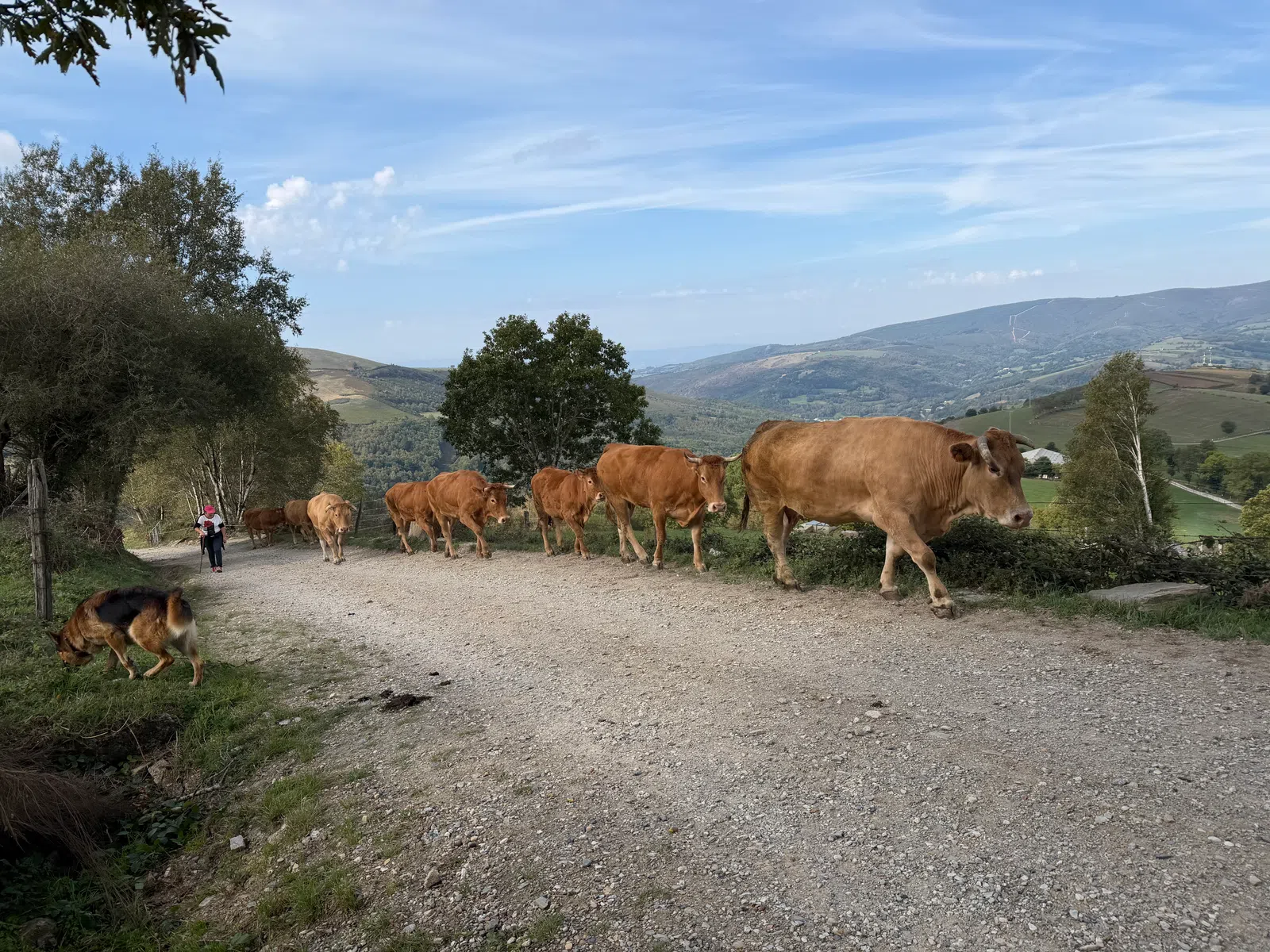 A herd of brown cows walking along a dirt path in a rural hilly landscape with a dog and distant hills.