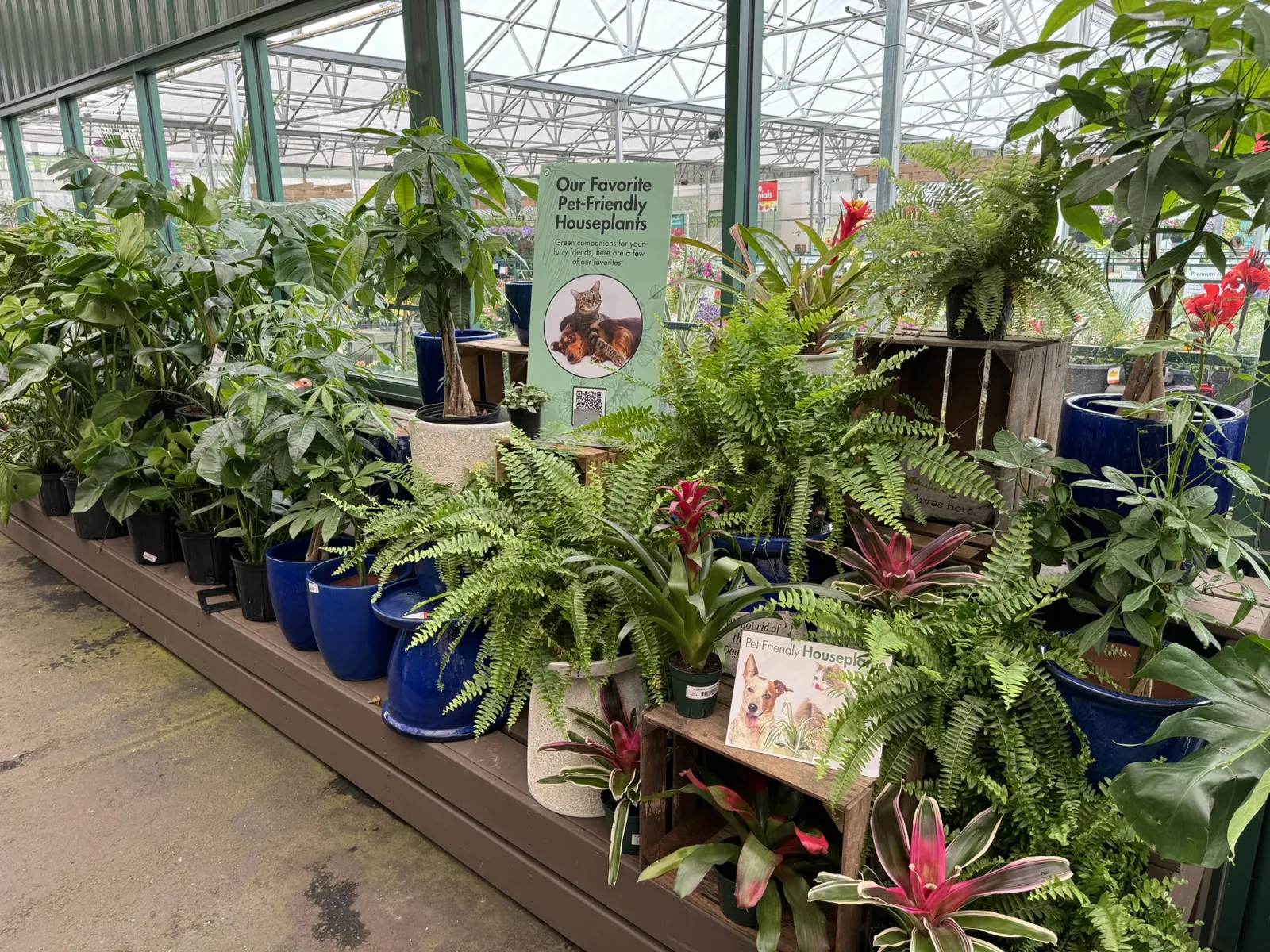 Pet-friendly houseplants displayed in blue pots inside a greenhouse with informational signs for pet owners.
