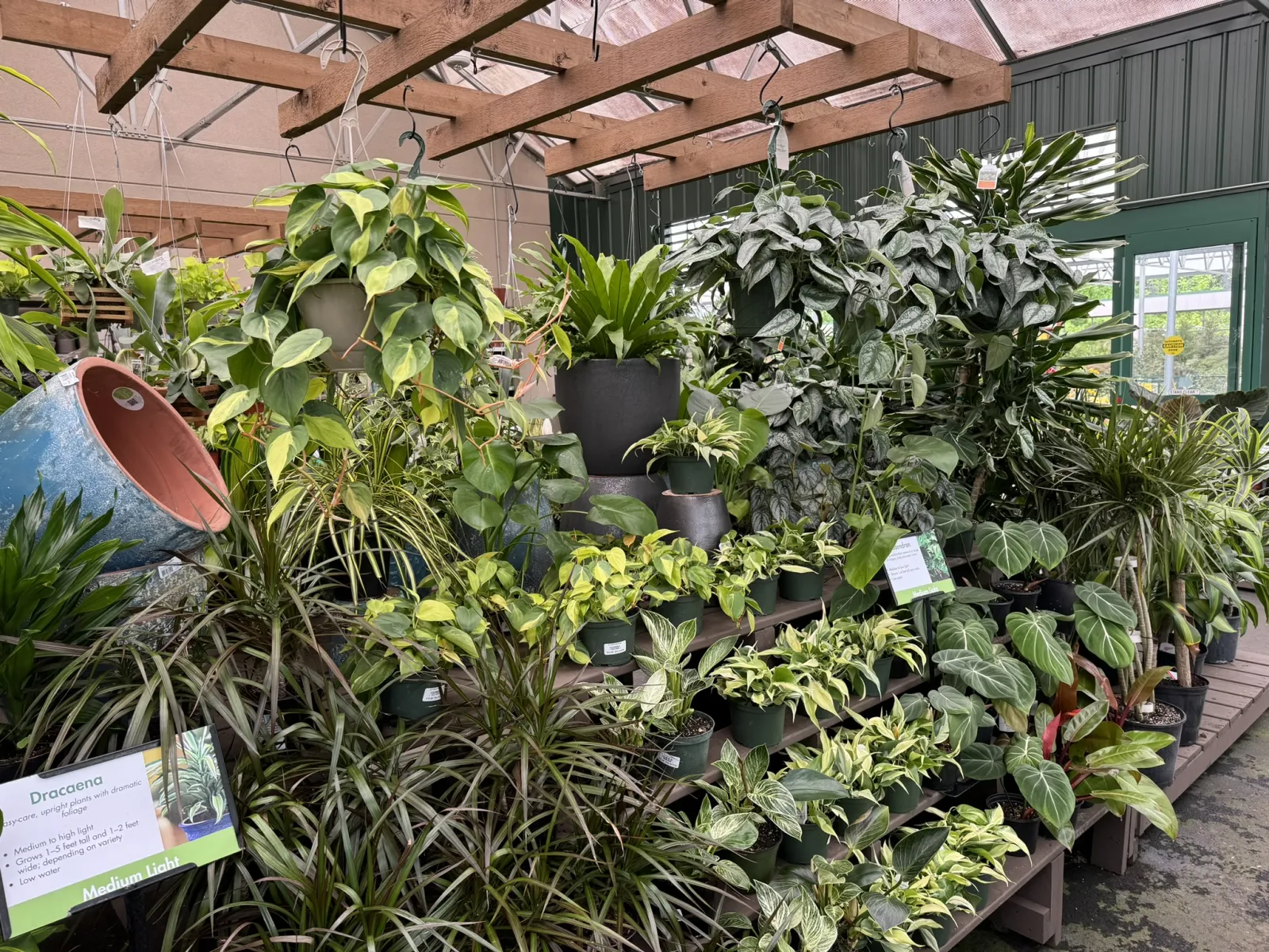 Indoor greenhouse display with various potted green houseplants under wooden beams and glass roof.
