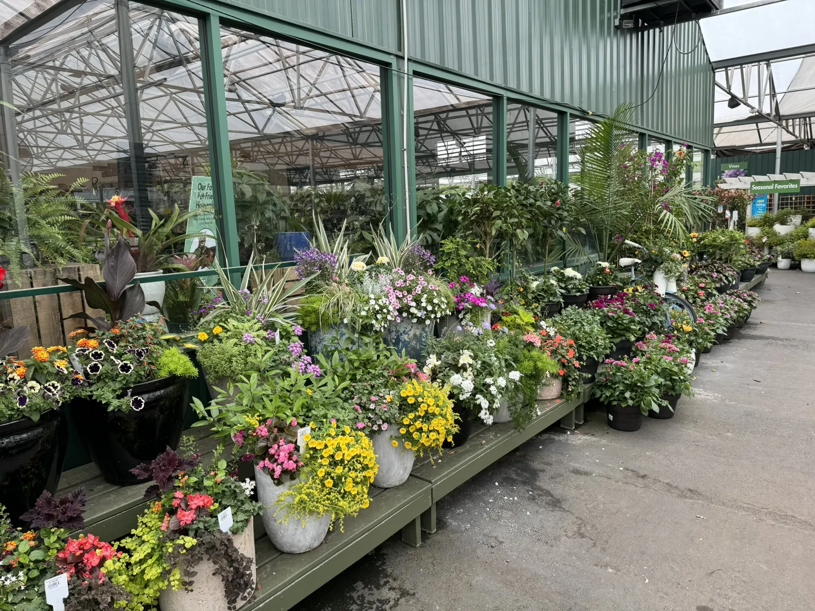 Colorful potted flowers and plants displayed on shelves inside a greenhouse garden center aisle.