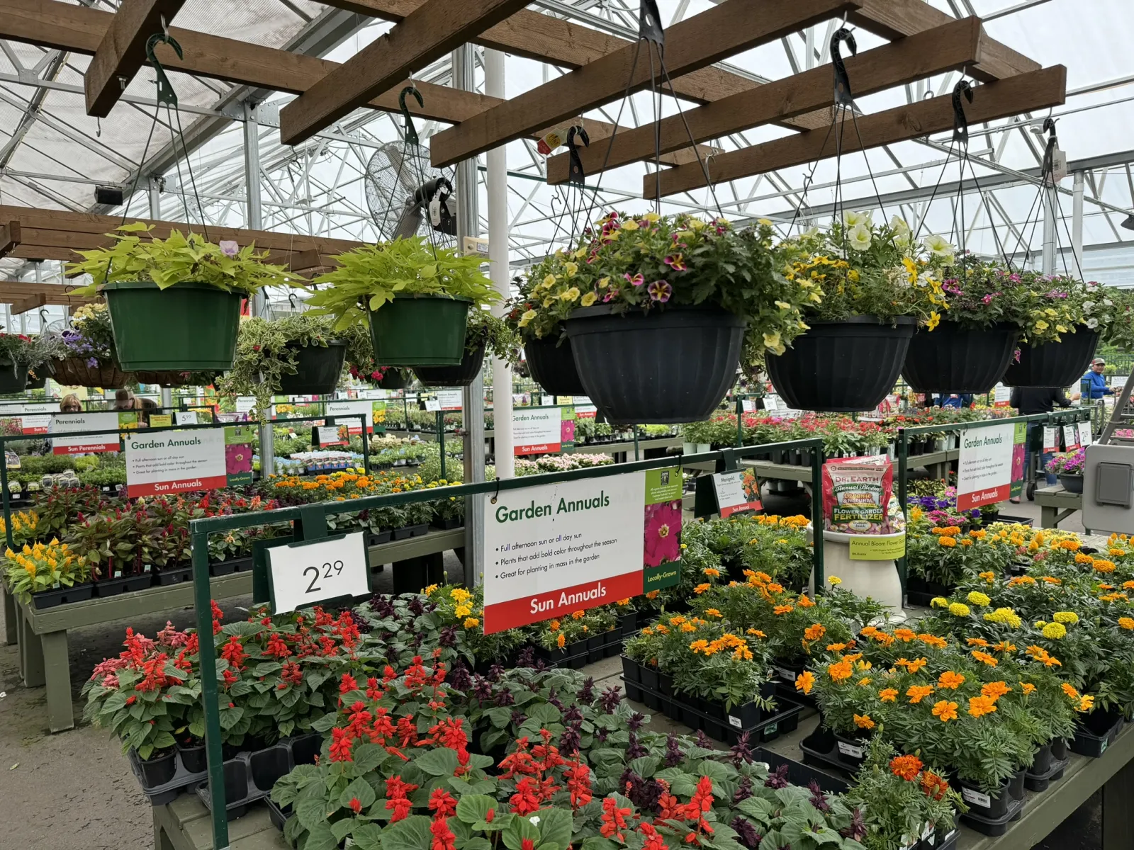 Colorful garden annuals and hanging flowerpots displayed in a greenhouse nursery with wooden beams and glass roof.