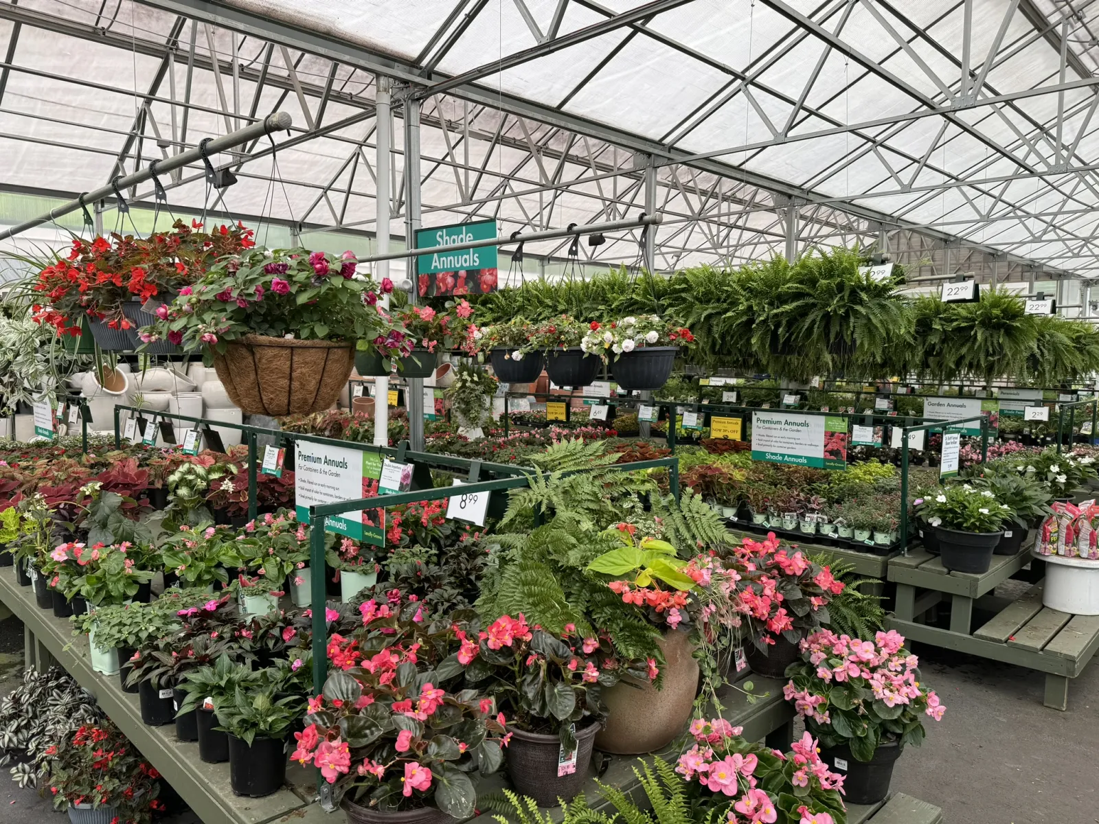 Colorful annual flowers and lush green plants displayed on tables inside a bright garden center greenhouse.
