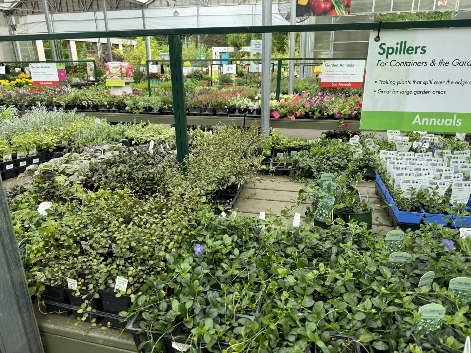 Various annual plants and spillers for containers displayed in a greenhouse garden center.