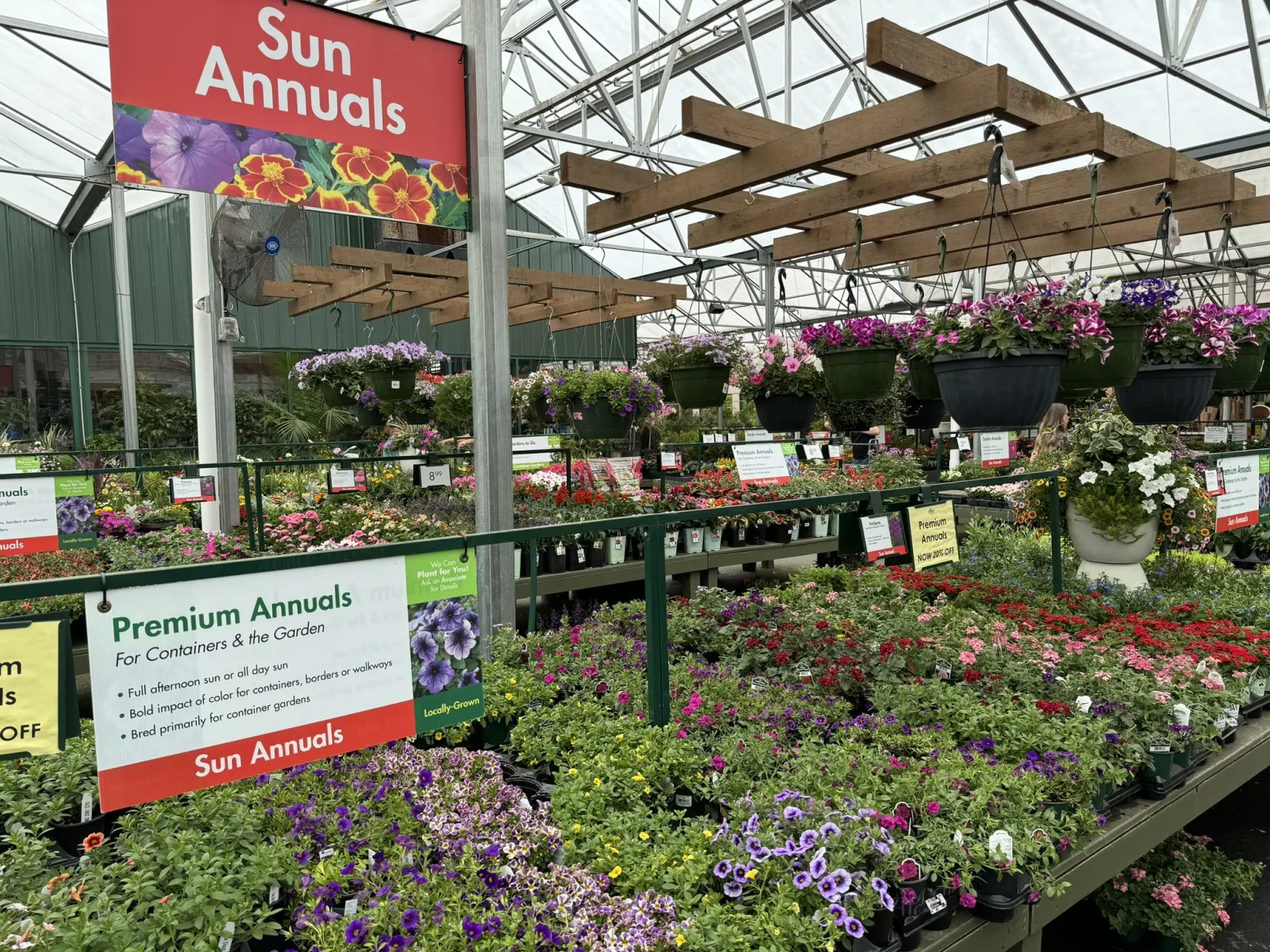 Sun Annuals section in a greenhouse with vibrant flowers and hanging baskets for garden containers and borders.