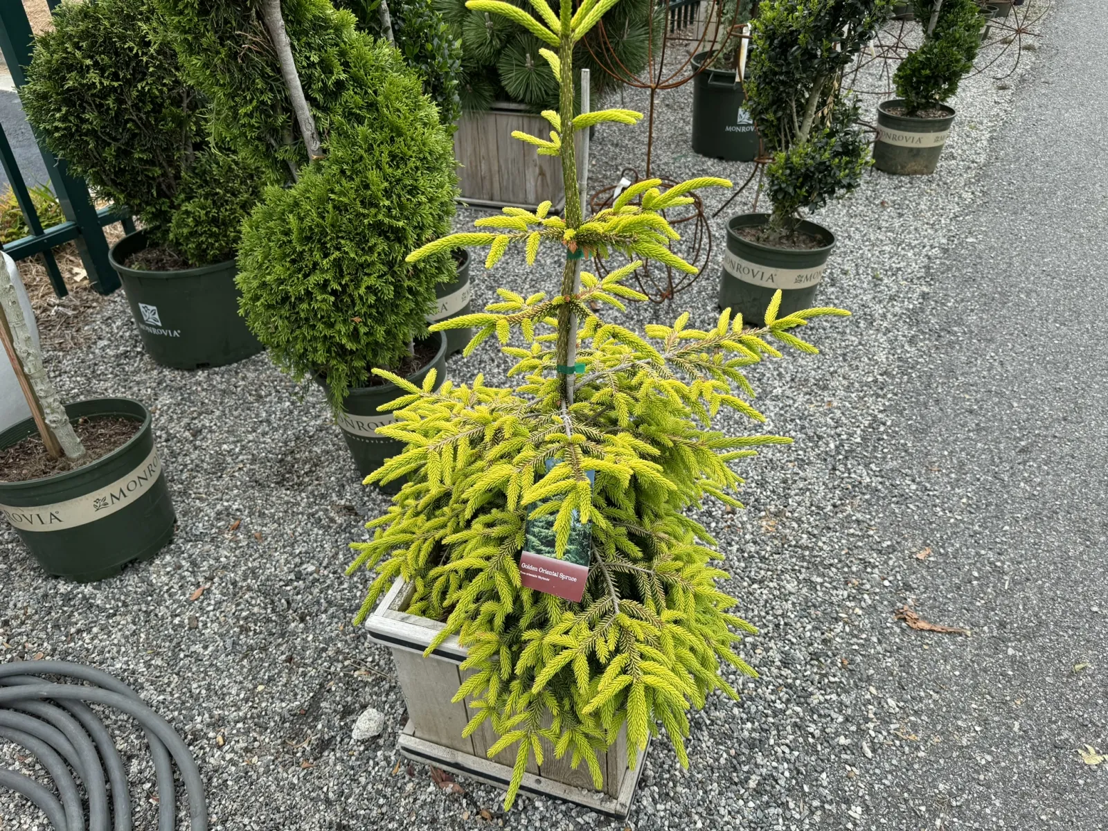 Yellow-green conifer plant in a square wooden planter on gravel with potted plants in background.