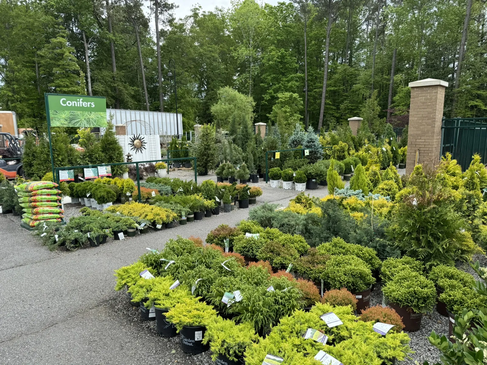 Outdoor nursery section with various potted conifer plants and trees displayed along paved pathways.