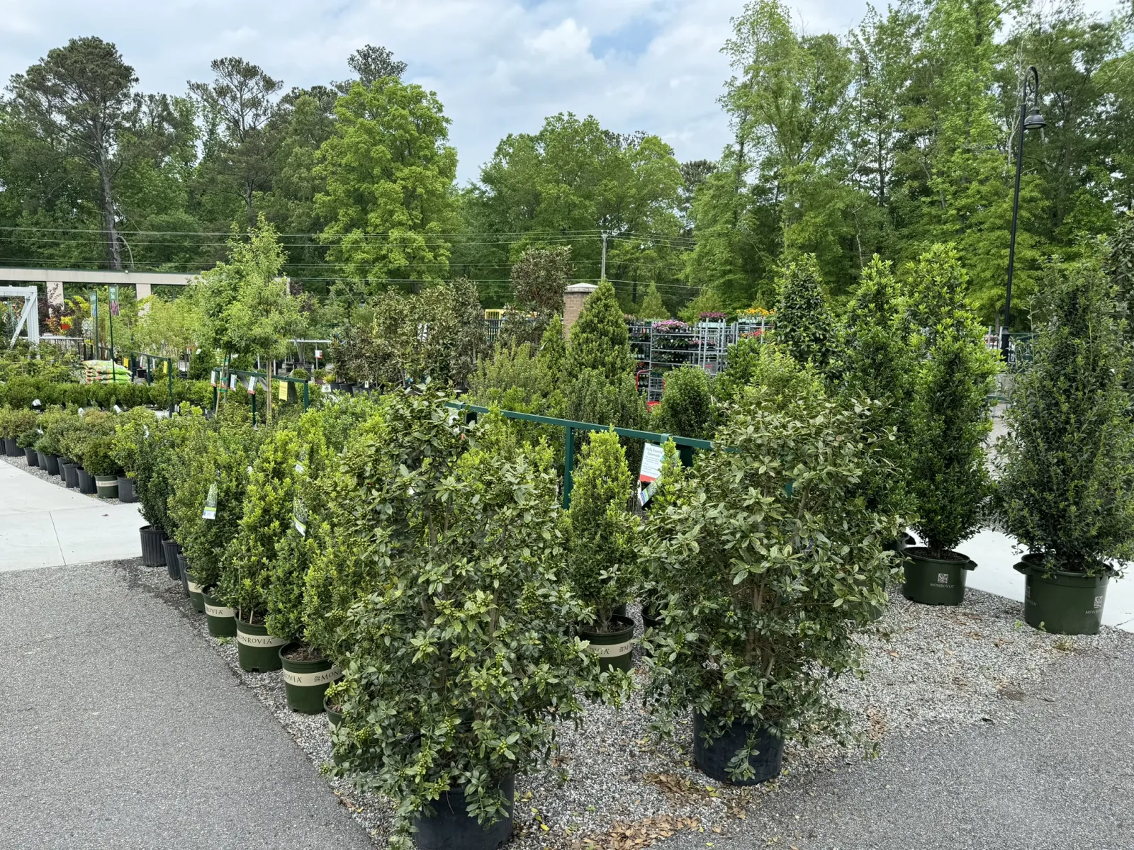 Outdoor plant nursery with rows of potted green shrubs and trees under cloudy sky.