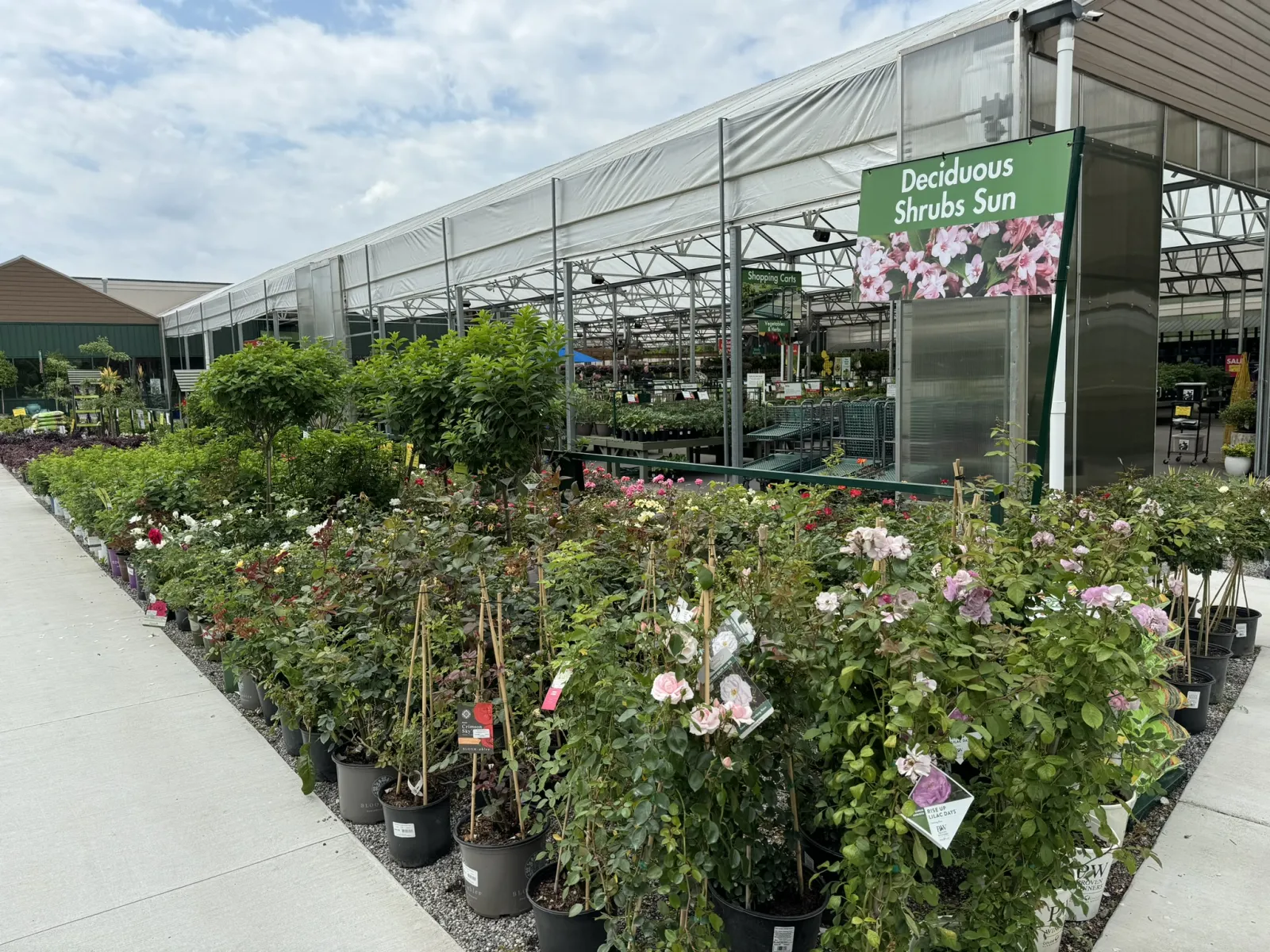 Outdoor garden center displaying potted deciduous shrubs and flowering plants under a white canopy.