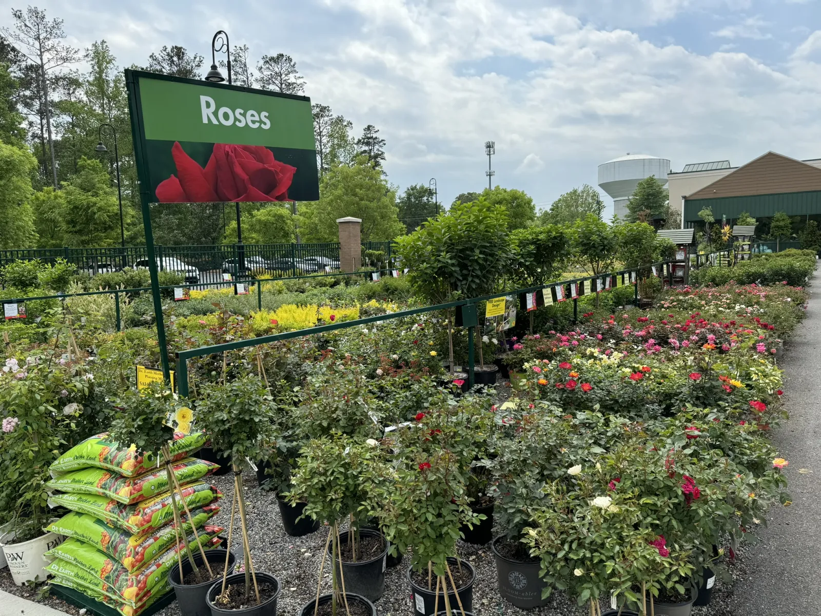 Outdoor garden center with rows of rose plants in pots under a large green sign labeled Roses on a cloudy day.