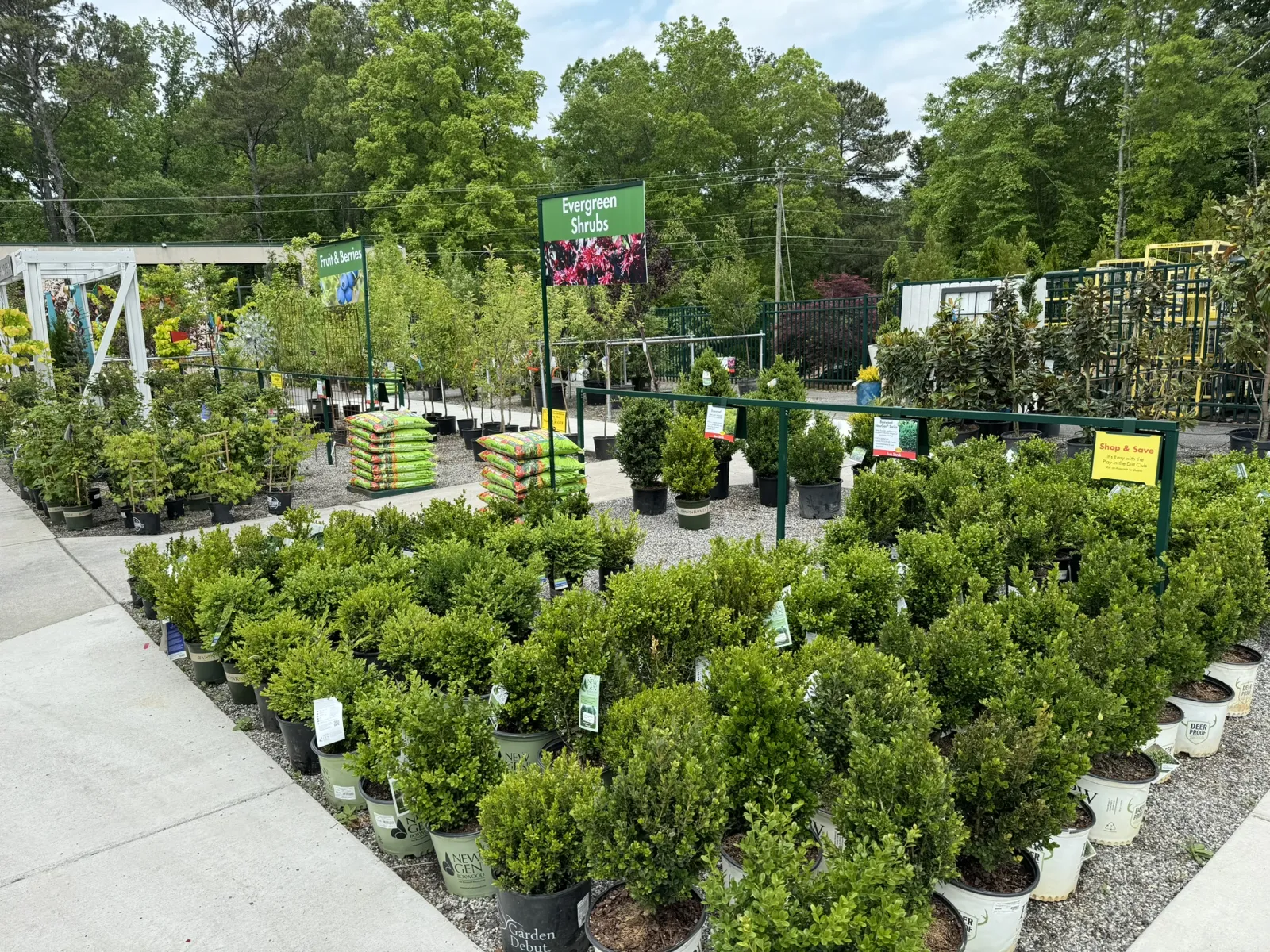 Outdoor garden center with rows of evergreen shrubs and potted plants under blue sky on a sunny day