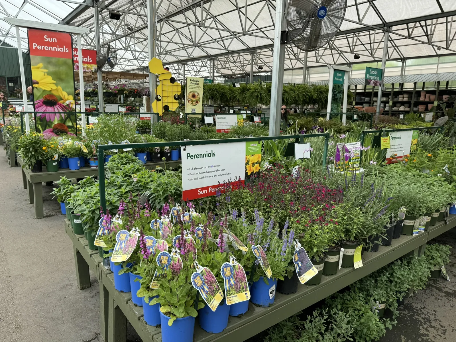 Colorful sun-loving perennial plants in blue pots displayed in a greenhouse garden center under natural light.