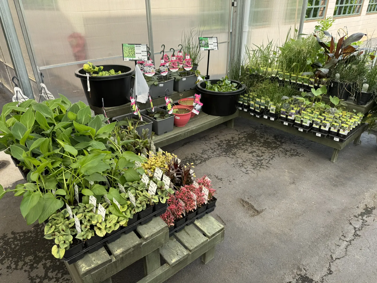 Variety of young plants and seedlings displayed on wooden benches inside a greenhouse for gardening.