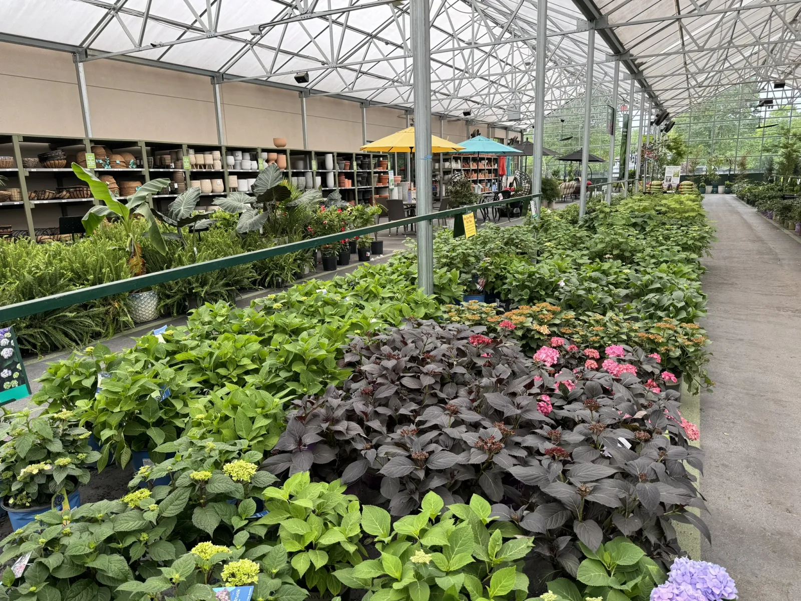 Inside a large greenhouse nursery with rows of green and flowering plants under a metal-framed glass roof