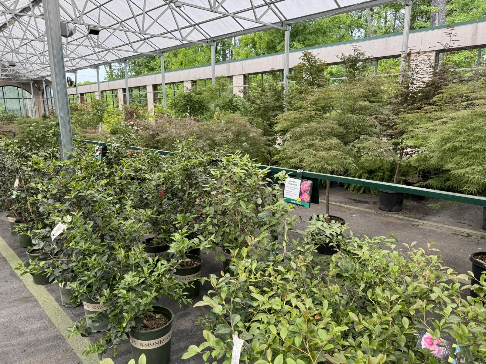 Rows of potted green plants under a glass greenhouse roof at a nursery or garden center.