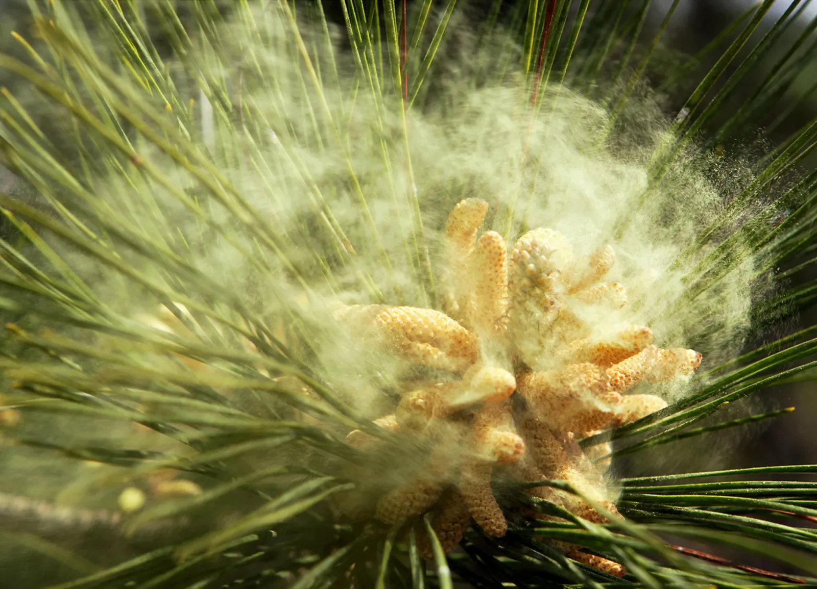 Pine pollen releasing into the air during Atlanta spring allergy season