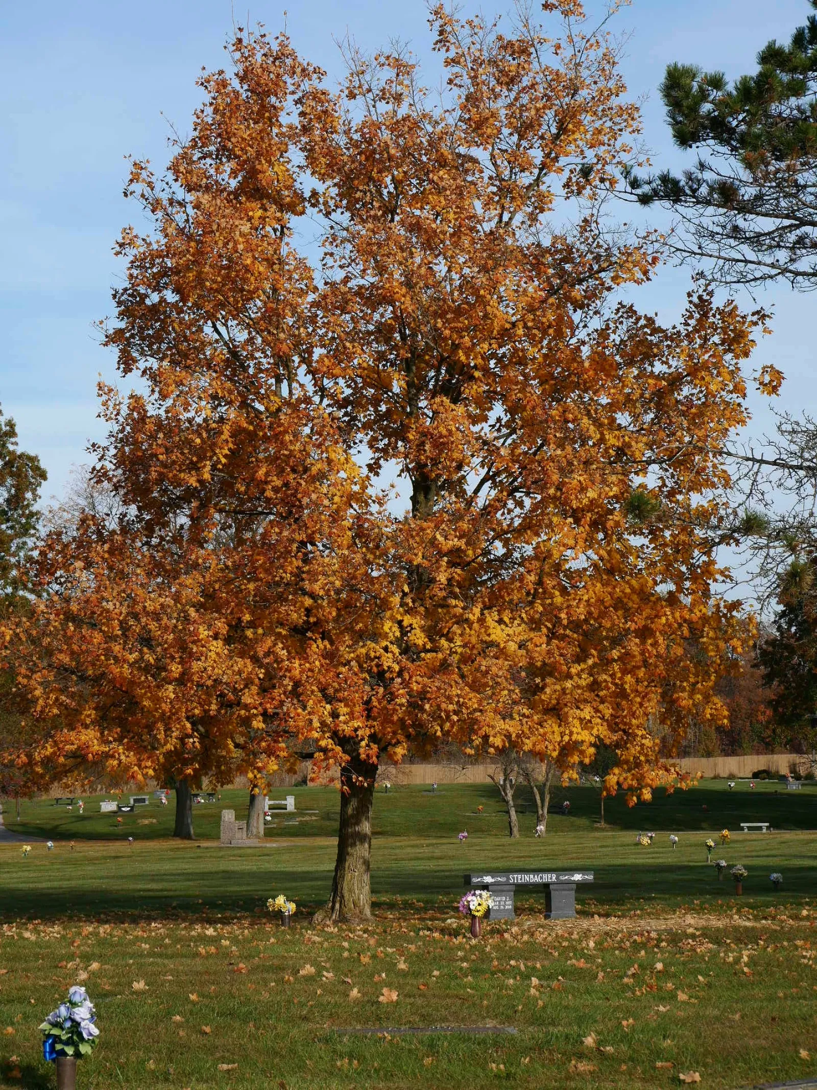 a tree with orange leaves