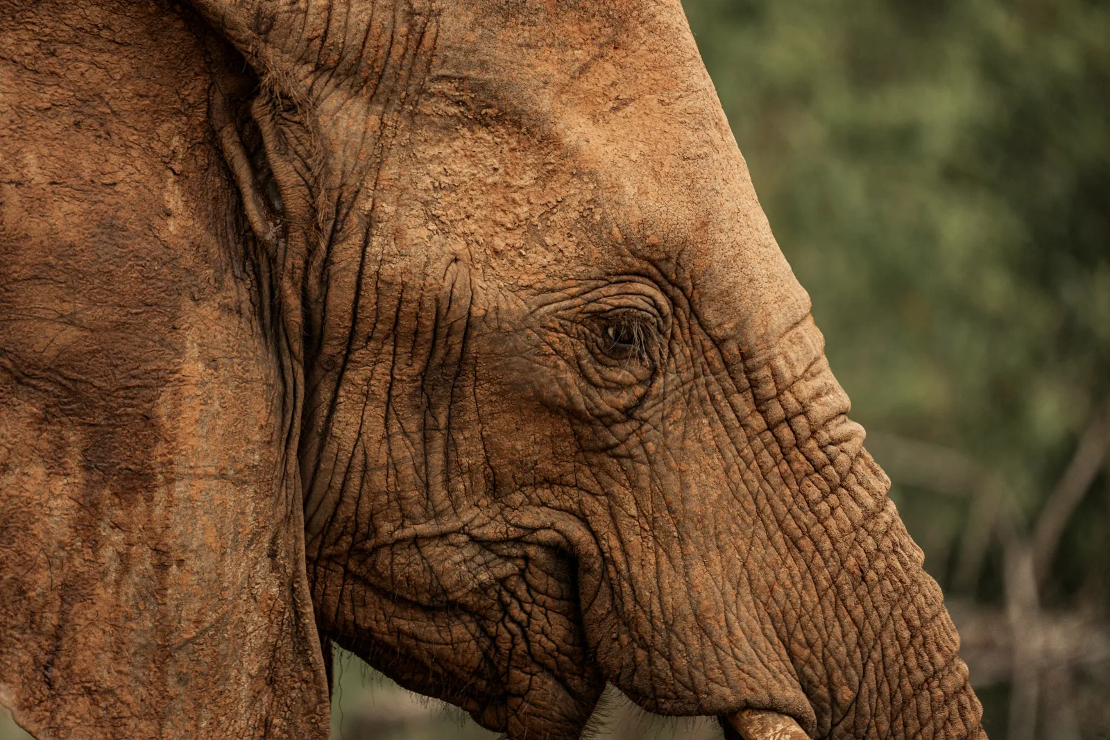 Close-up of an elephant's wrinkled face and ear with natural background in soft focus.