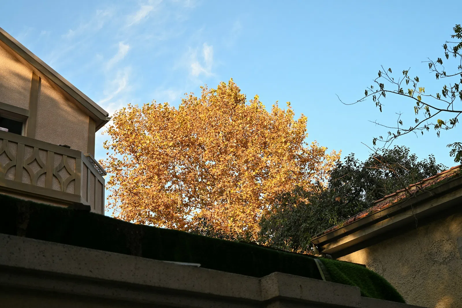 Autumn tree with golden leaves between residential buildings under clear blue sky