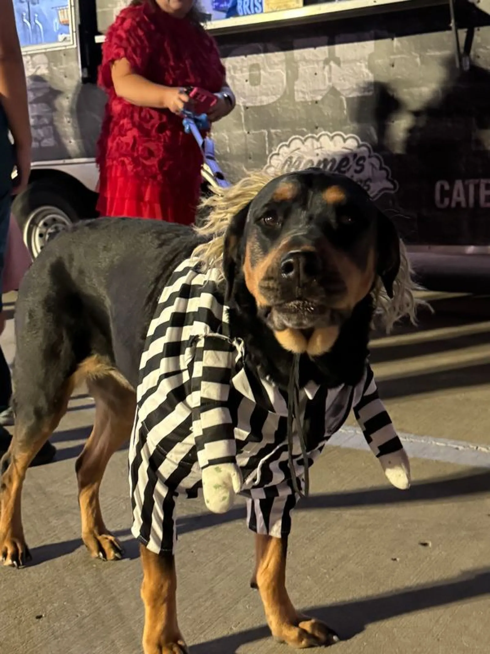 Large dog dressed in a black and white striped prisoner costume with fake arms, standing on pavement at night.