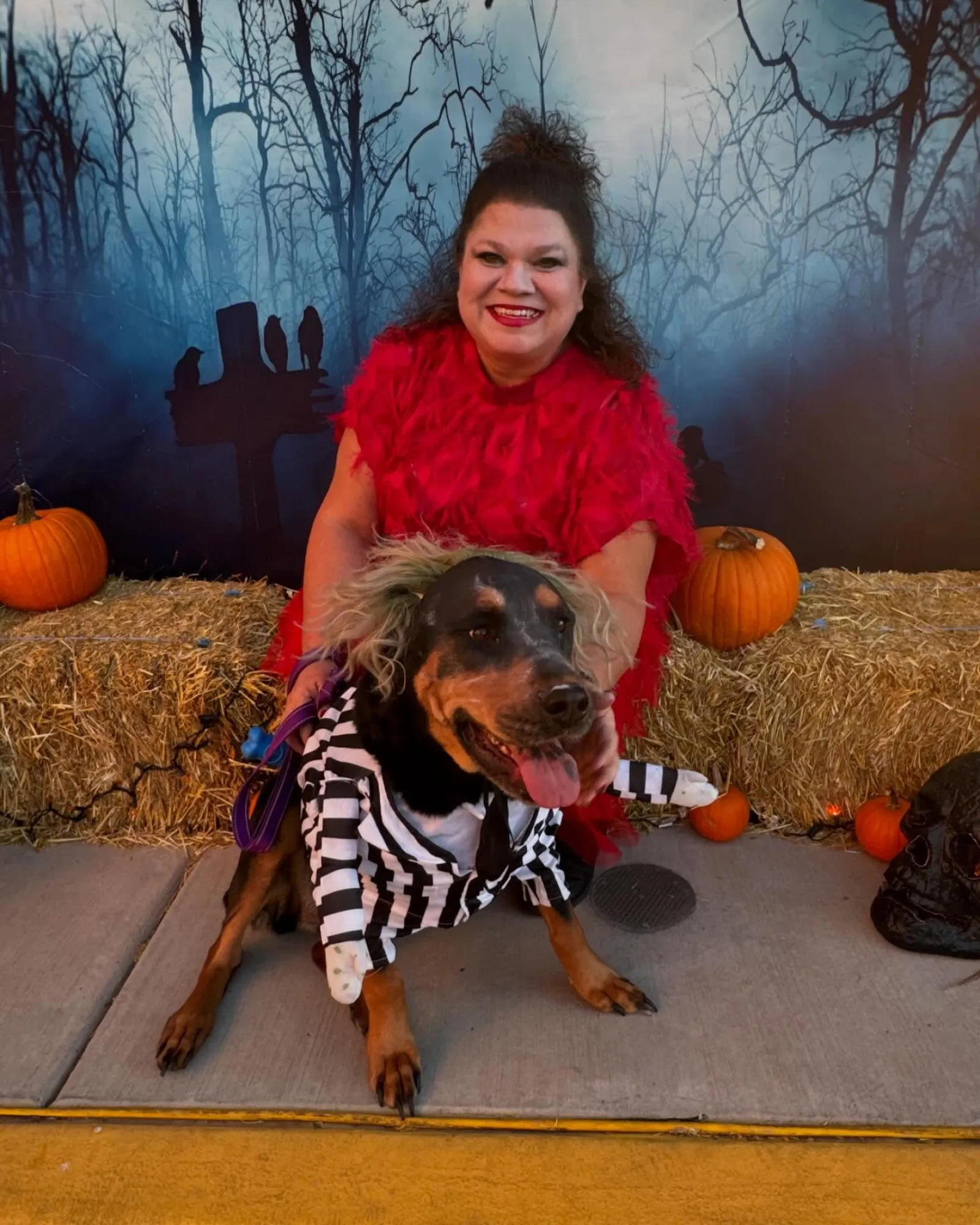 Woman in red costume poses with dog dressed as Beetlejuice for Halloween near pumpkins and hay bales.