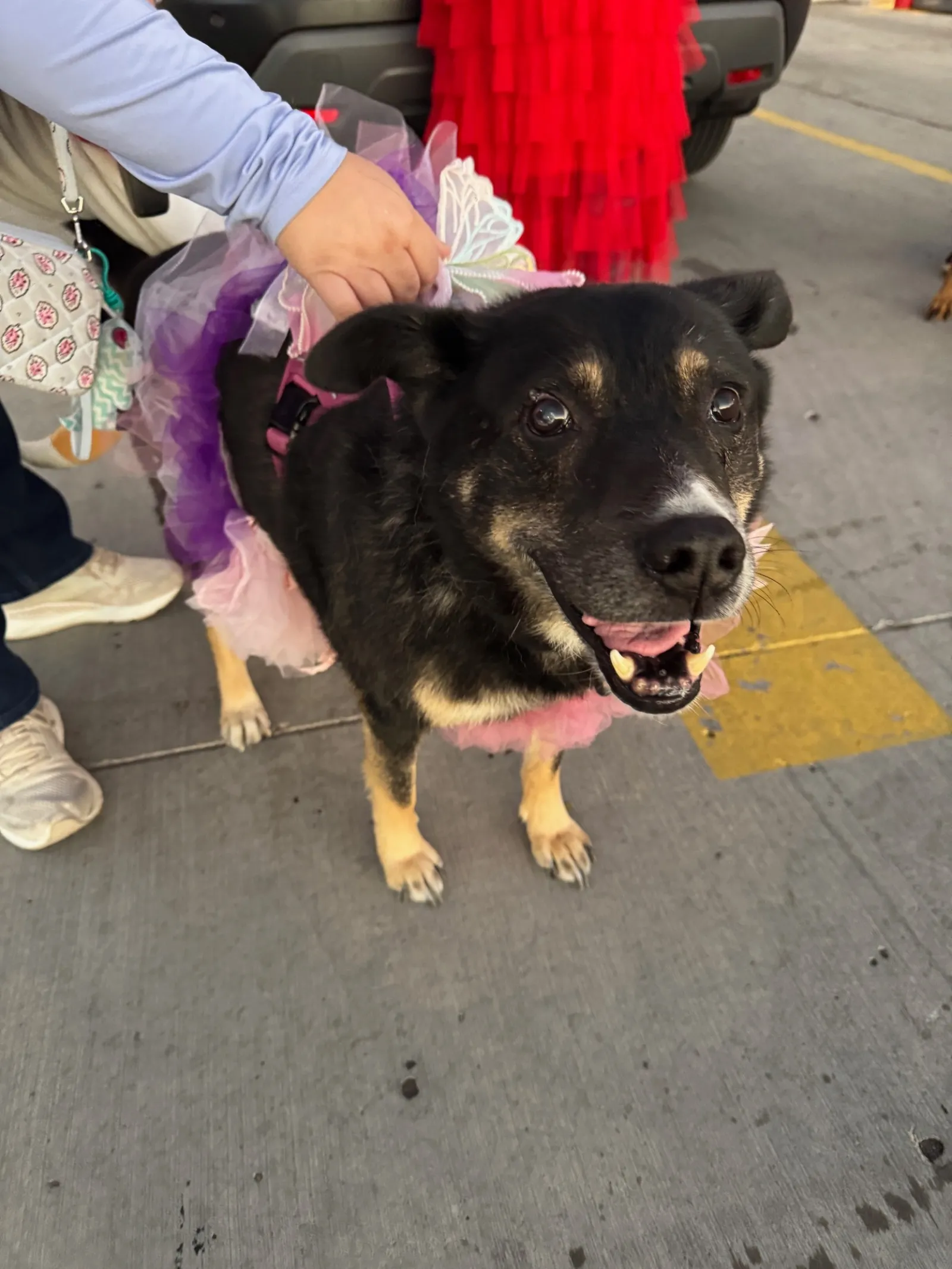 Happy black and tan dog wearing a pink and purple tutu with butterfly wings, standing on sidewalk near a person's hand.