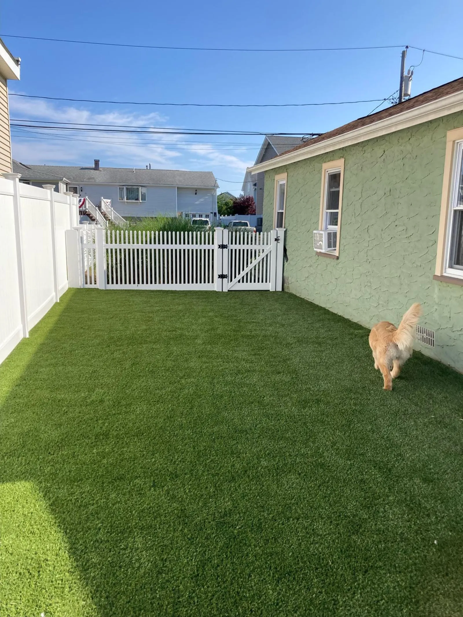 a dog walking on grass