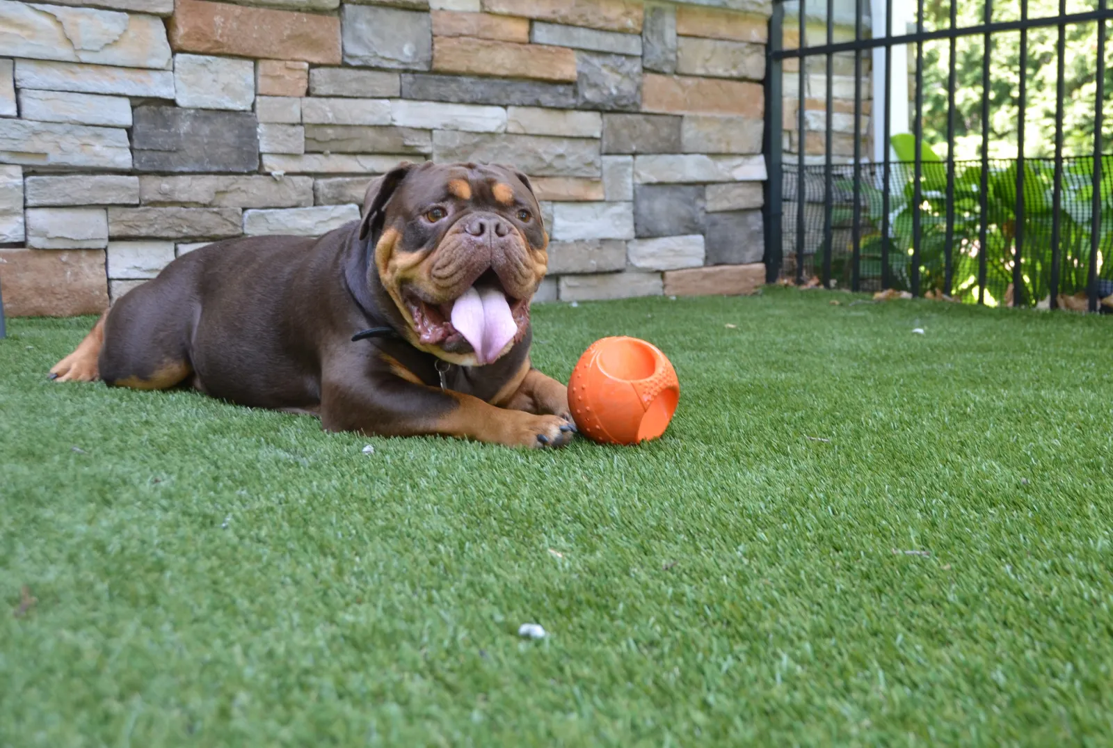 a dog lying on the grass next to a ball