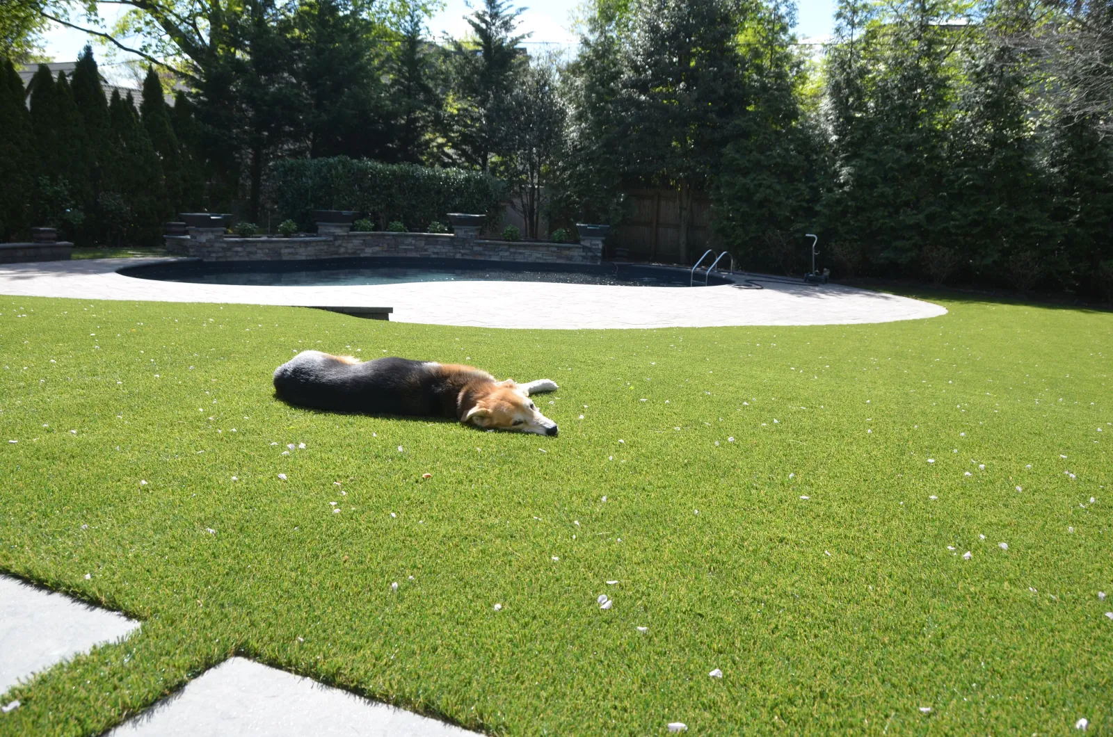 a dog lying on the grass
