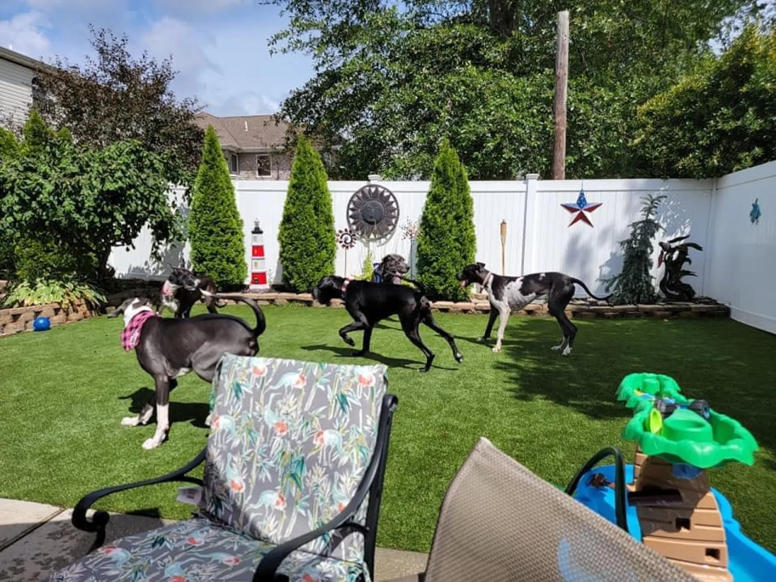 a group of dogs in a yard