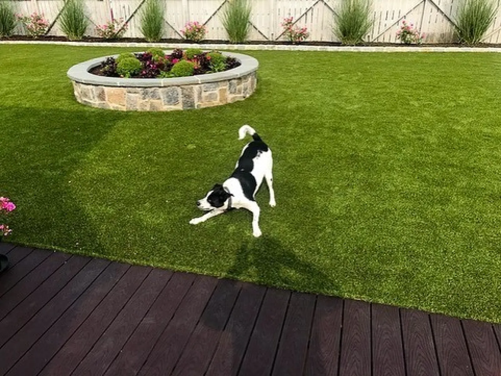 a dog standing on grass